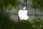 Why Did AAPL, KO, PM Stocks Jump To 52-Week Highs Today?
