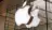 Apple Reportedly Shifts Focus To AI And Smart Glasses With Job Cuts In Siri And Vision Pro Teams 