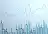 SLS Stock Jumps Ahead Of CEO’s Fox Appearance: Retail Bets AML Readout Could Spark Big Pharma Bidding War